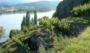 El famoso viñedo Pfaffenberg sobre el río Danubio